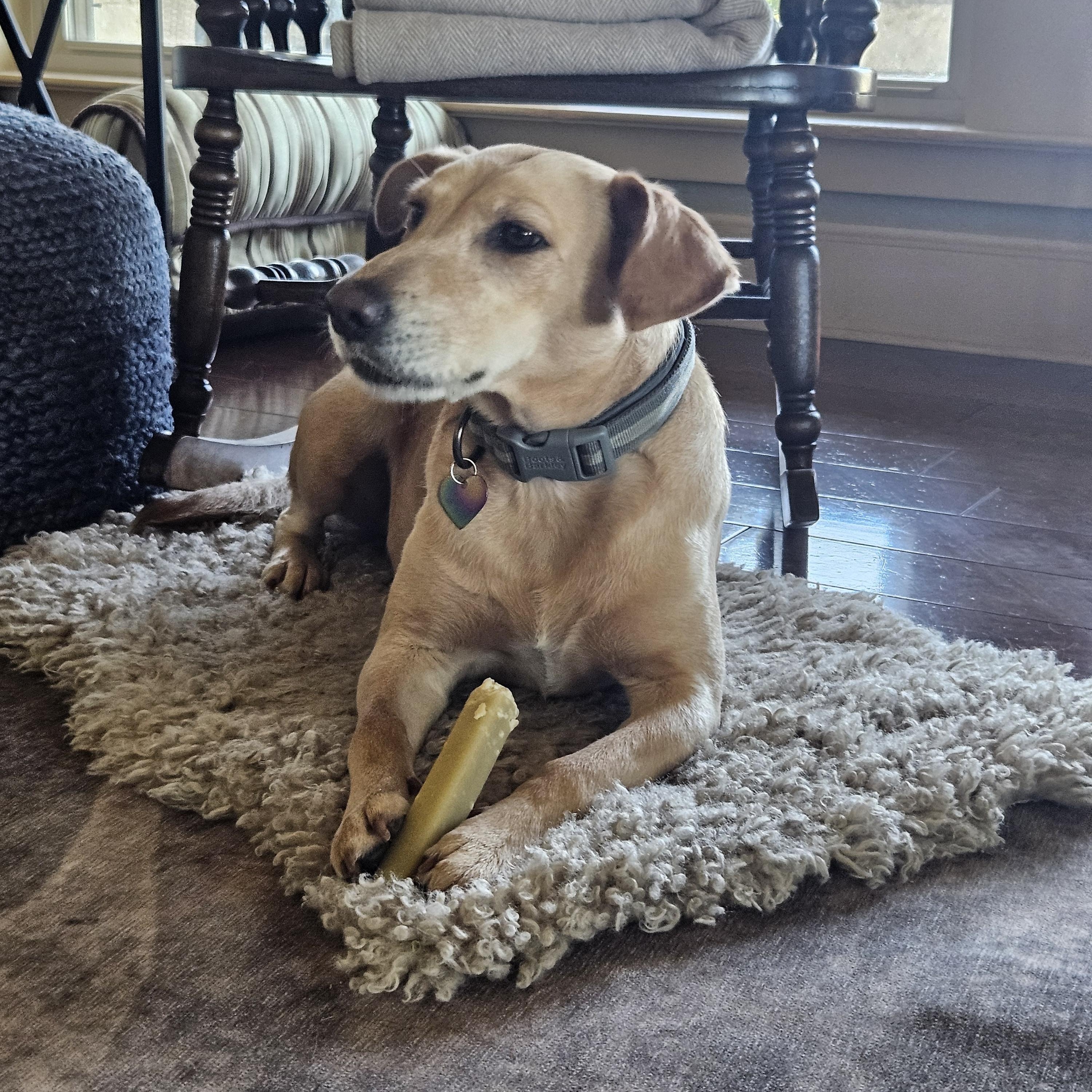 Maggie - In Granbury, TX, an adoptable mixed breed in Willington, CT image 6/6