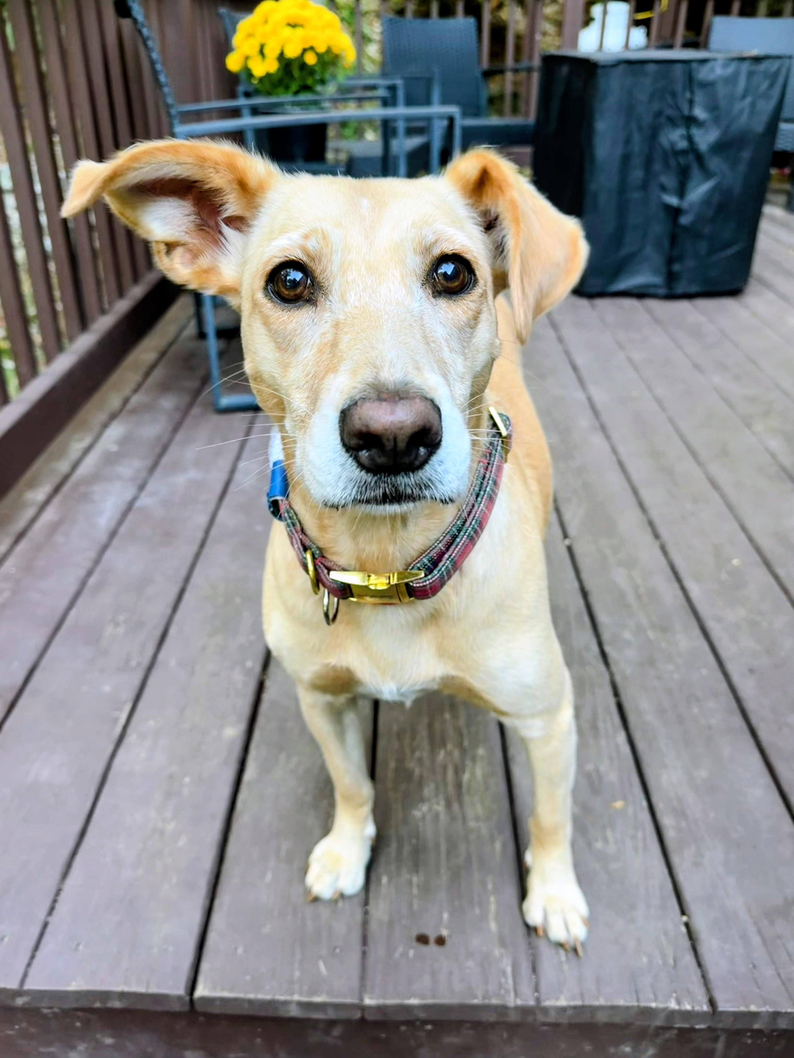 Enlarge Maggie - In Mass., a Adoptable mixed breed in Willington, CT image 4/6