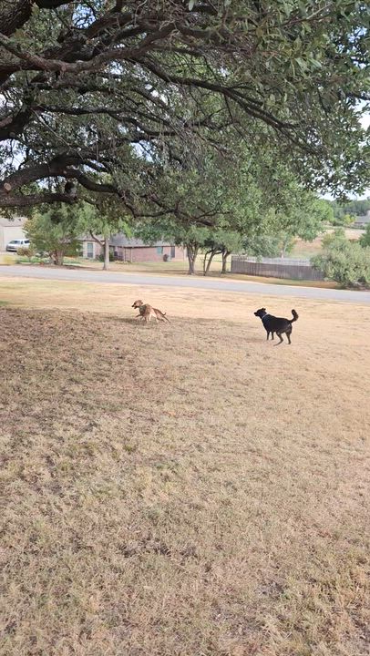 Enlarge Maggie - In Granbury, TX, an adoptable mixed breed in Willington, CT video 4/6