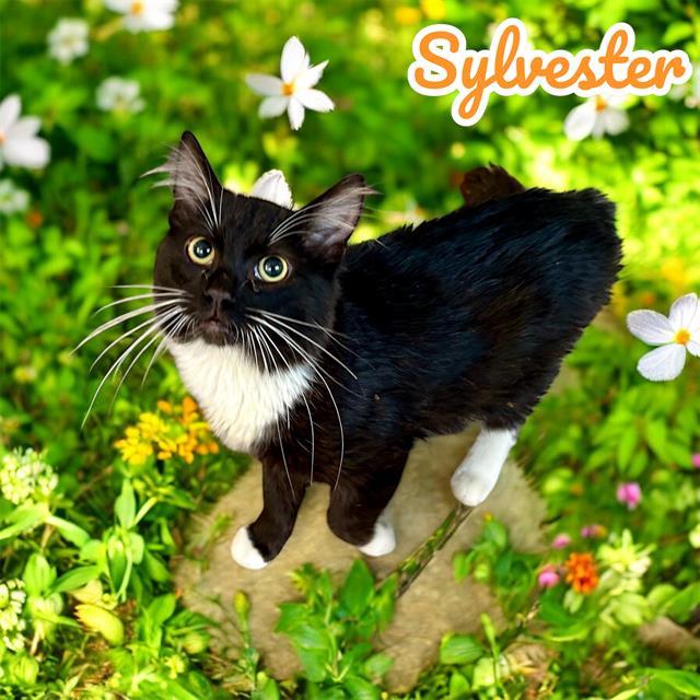SYLVESTER, Adoptable, Young Male Domestic Medium Hair & Domestic Short Hair.
