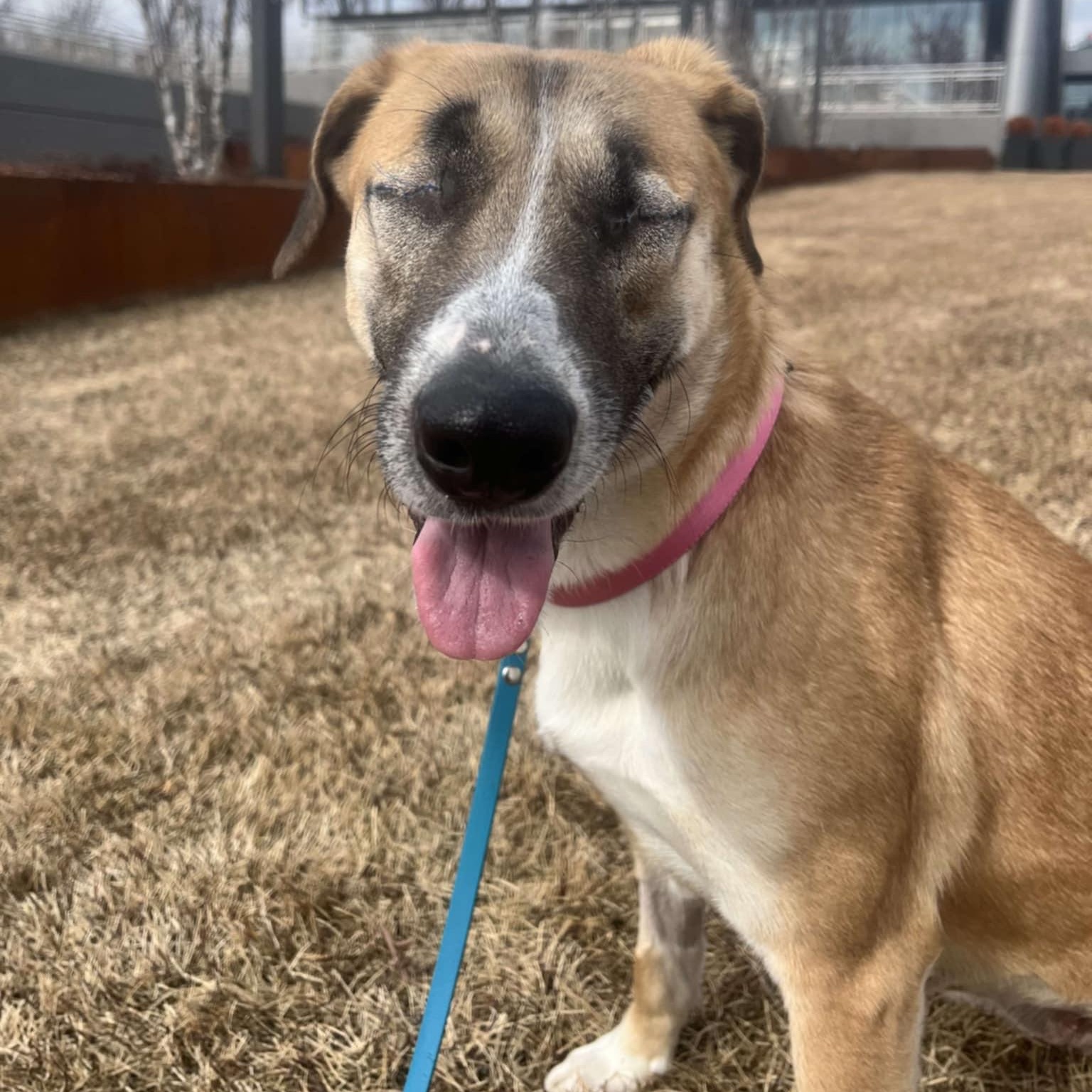 HEIDI