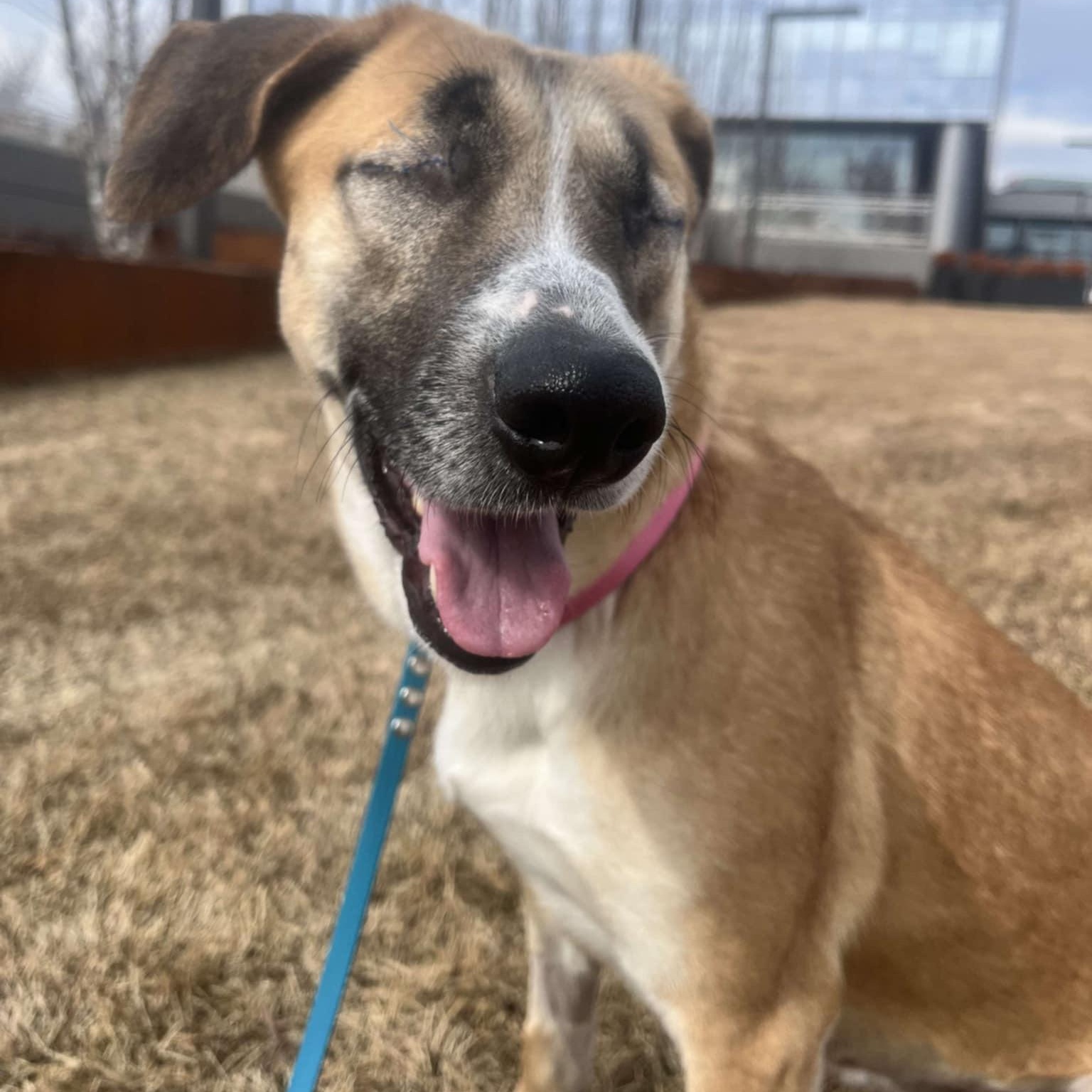 HEIDI