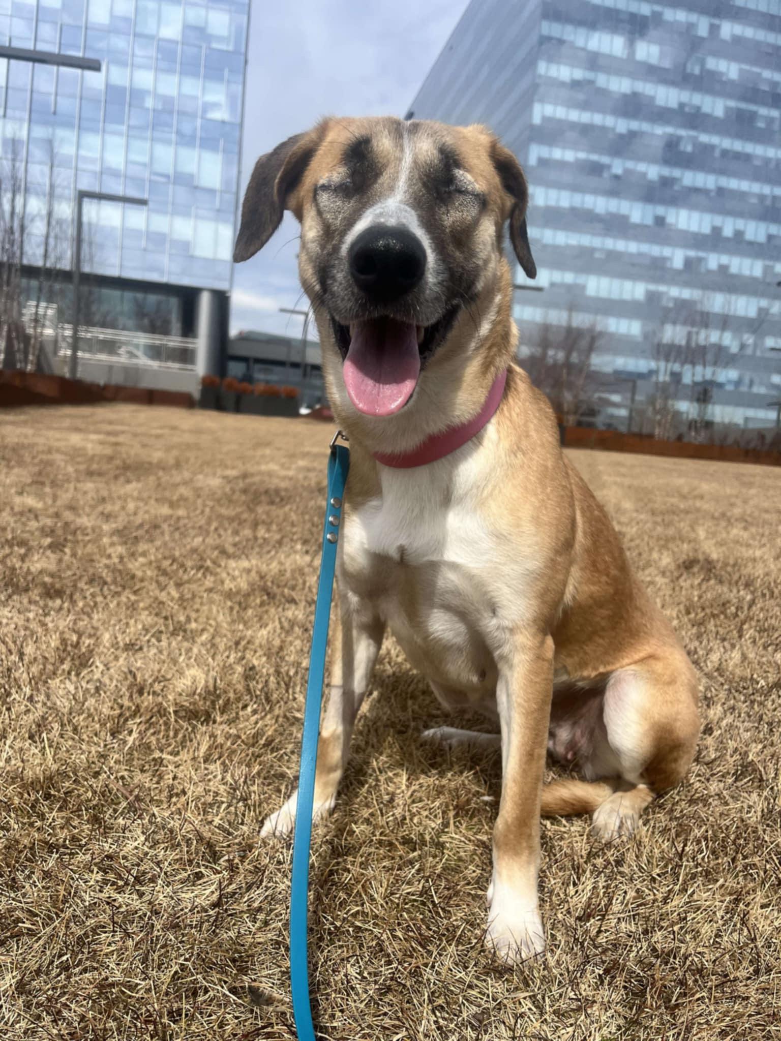 HEIDI