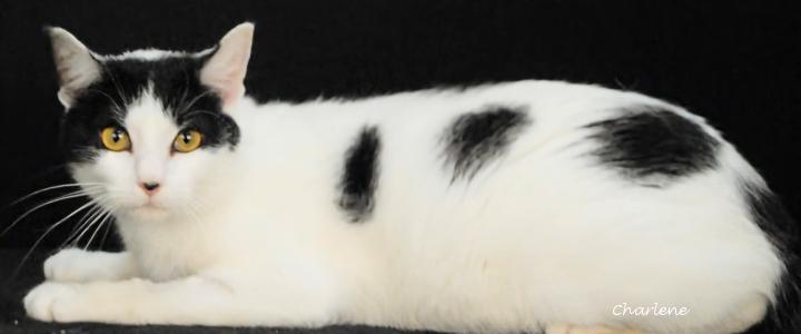Dipper, Adoptable, Adult Male Domestic Short Hair.