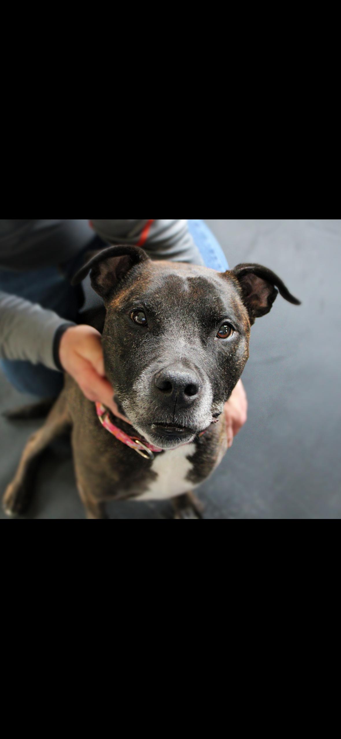 Ember, Adopted, Senior Female Pit Bull Terrier.