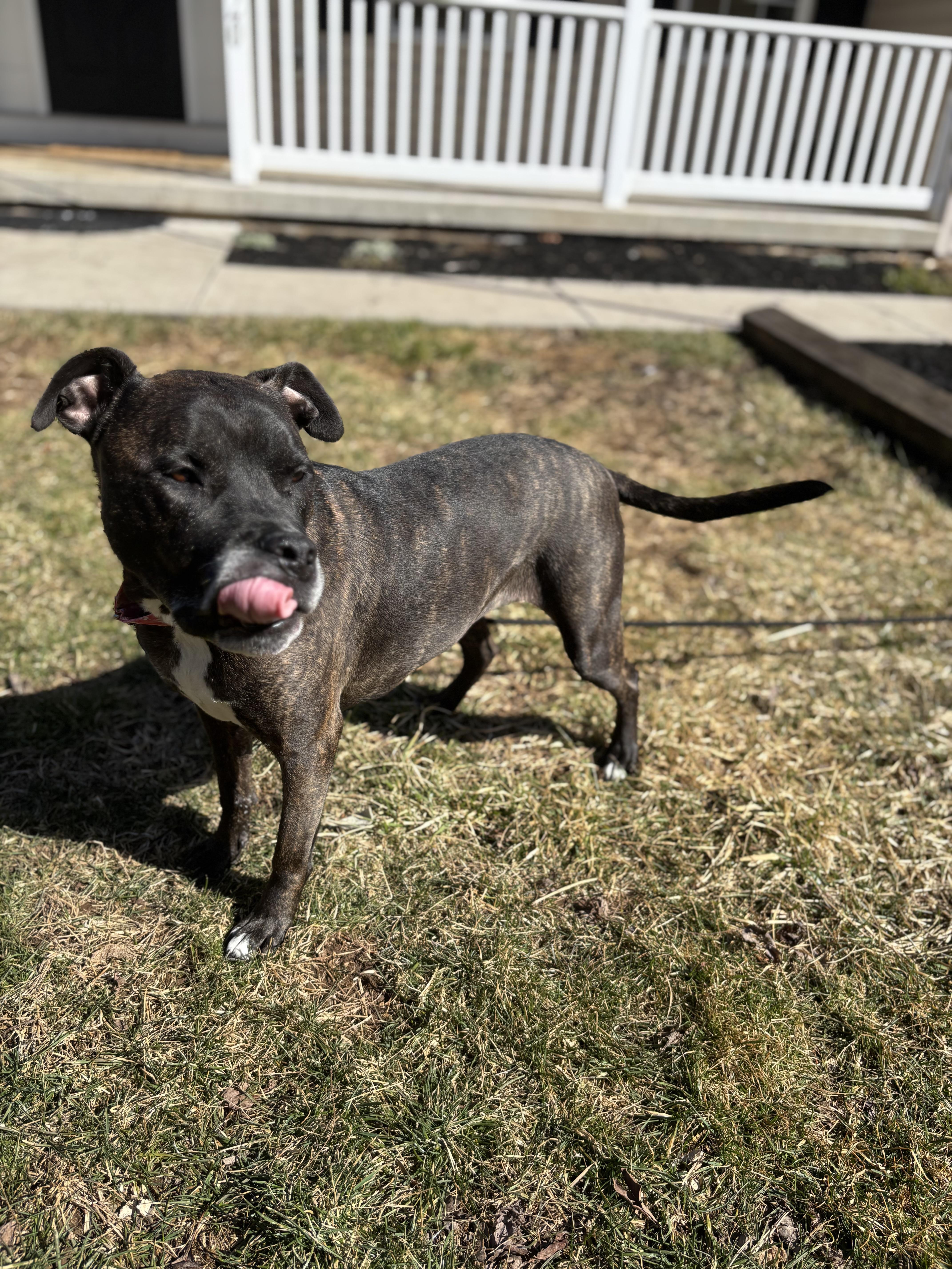 Ember, a Adopted Pit Bull Terrier in Felton, PA image 3/3