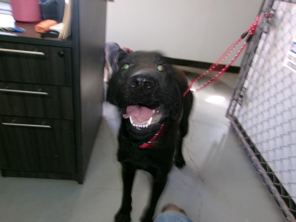 Big Mo, Adoptable, Senior Male Labrador Retriever.