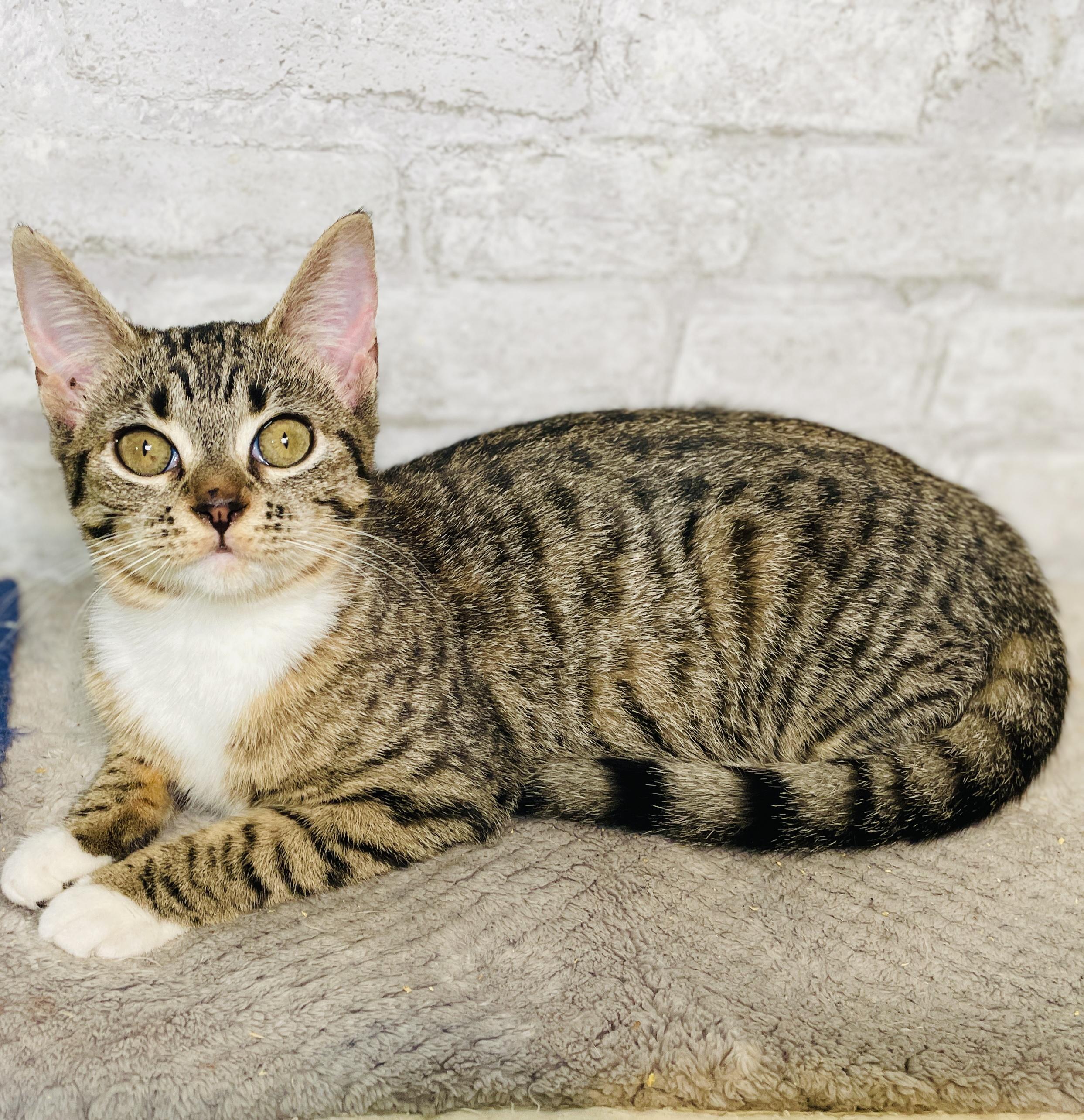 Enlarge Bonnie Rae, a Adoptable Domestic Short Hair in Brattleboro, VT image 3/6