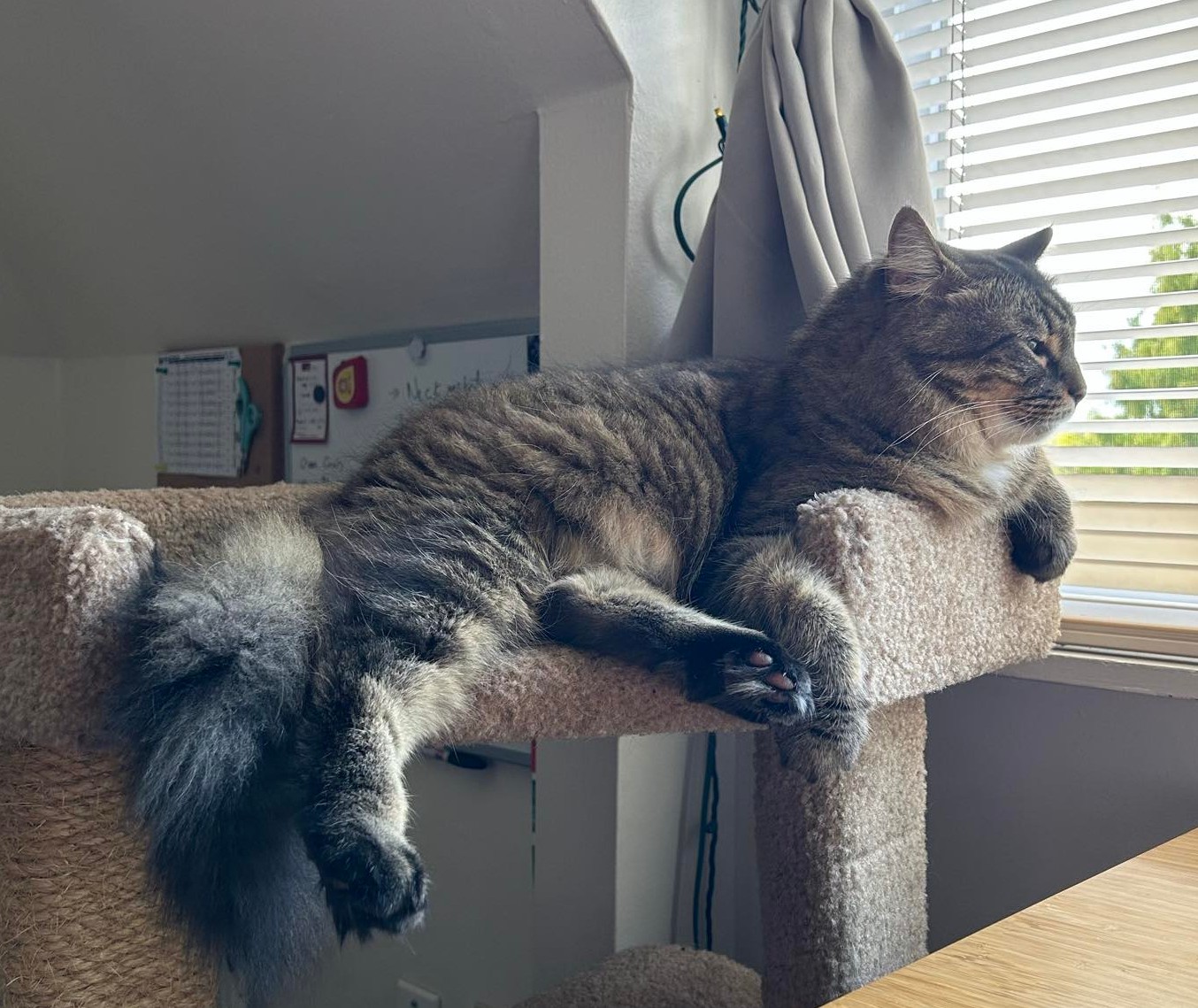 Enlarge Zoey, a Adopted Domestic Medium Hair in MAPLE RIDGE, BC image 2/3