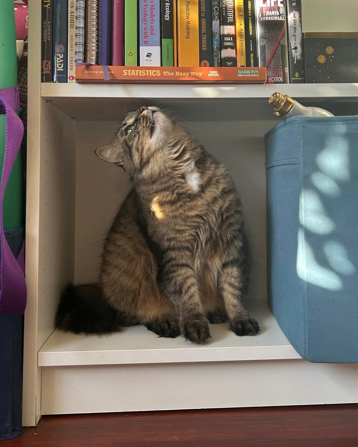 Enlarge Zoey, a Adopted Domestic Medium Hair in MAPLE RIDGE, BC image 3/3