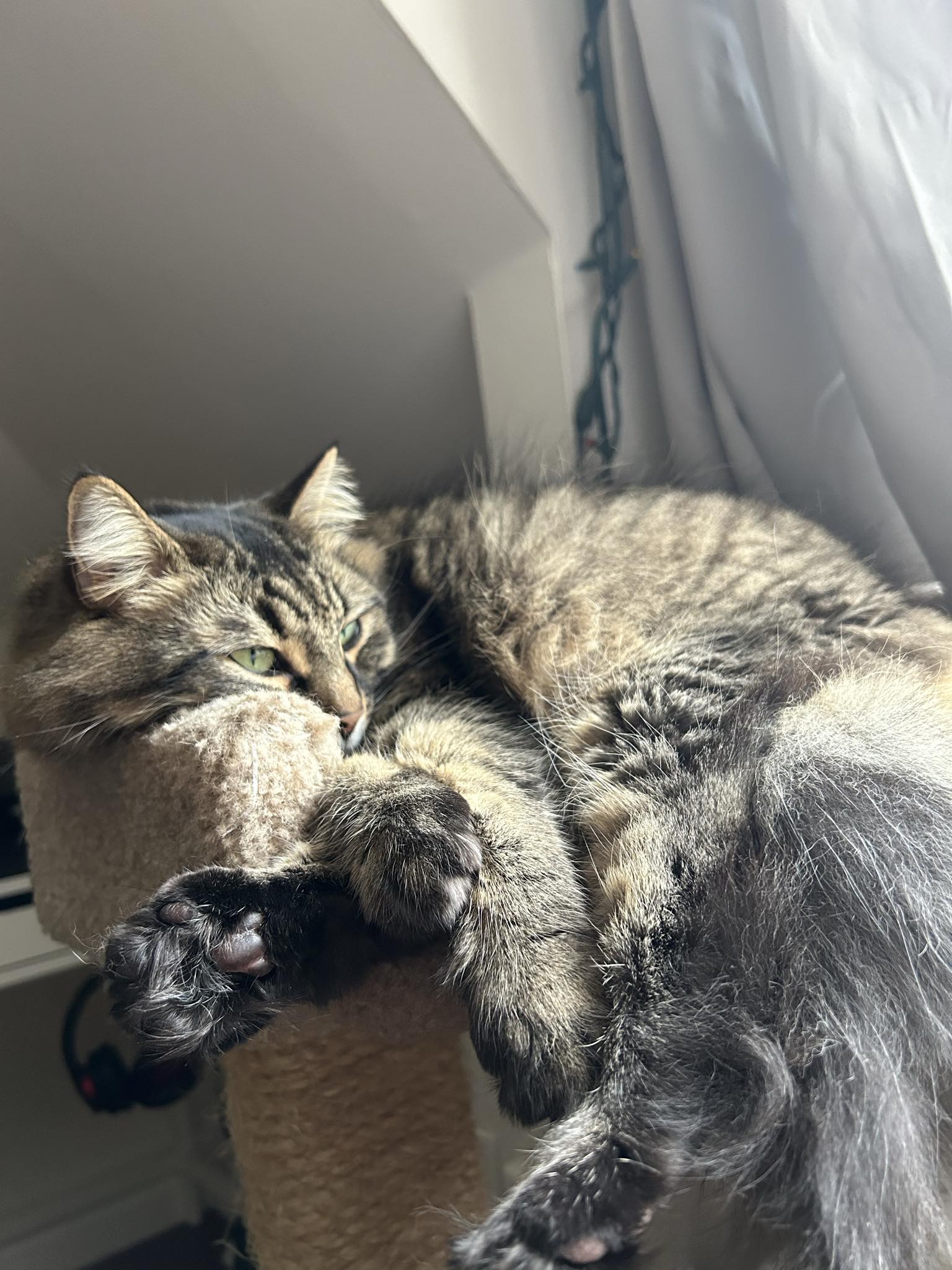 Zoey, Adopted, Adult Female Domestic Medium Hair.