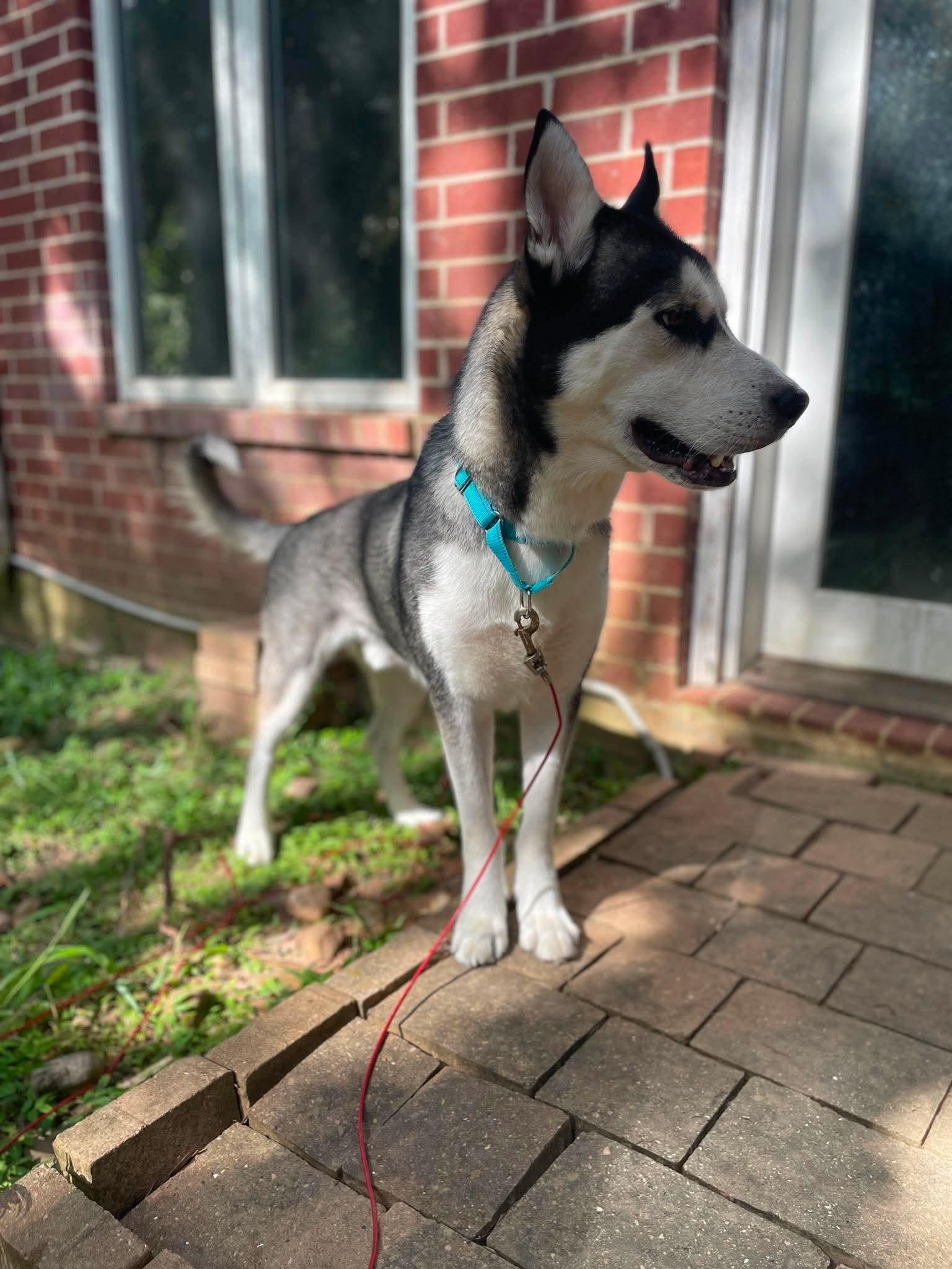 Richie, Adoptable, Adult Male Husky & Siberian Husky.