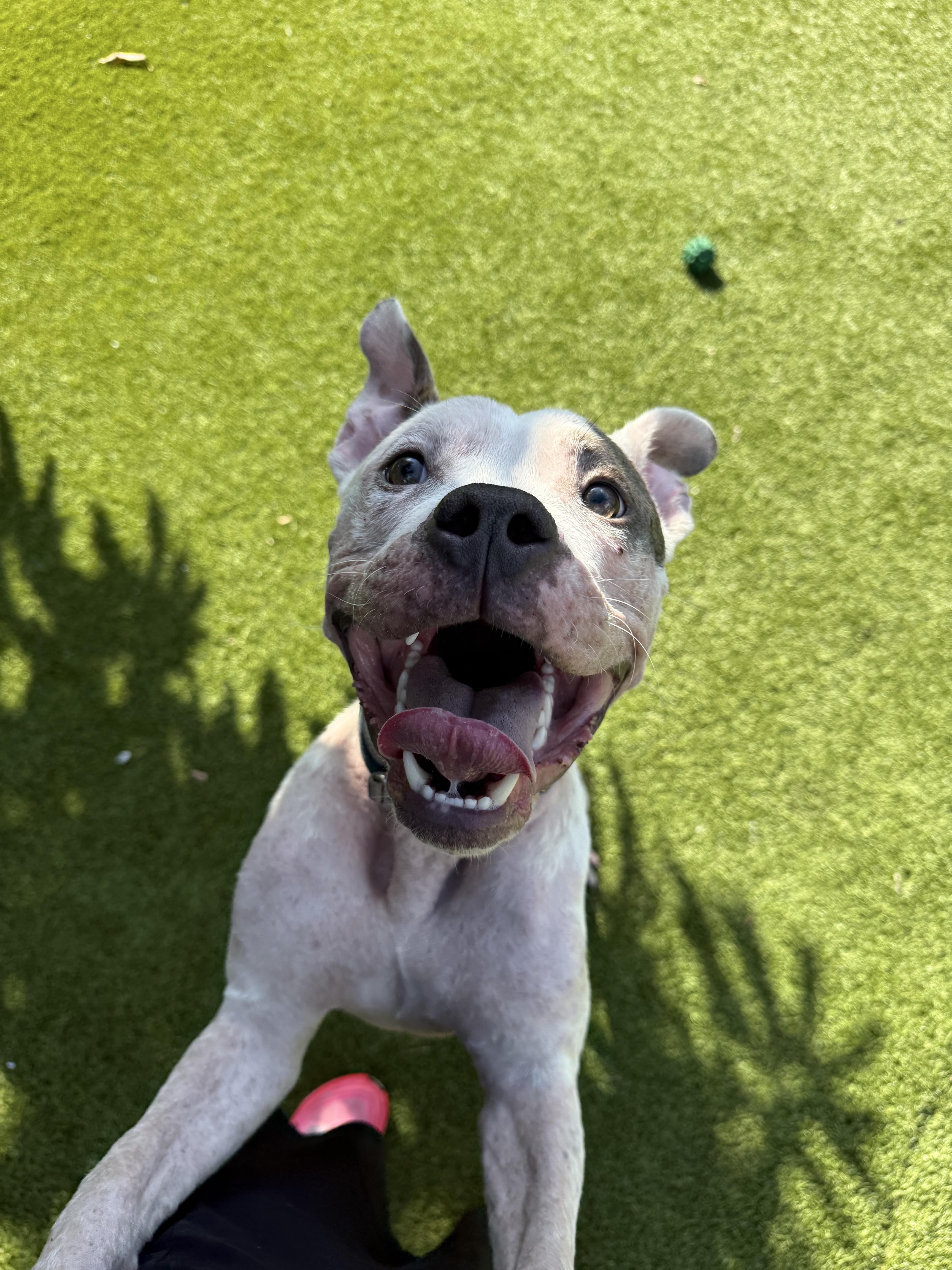 Apollo, ADOPTABLE, Young Male American Staffordshire Terrier & Pit Bull Terrier.