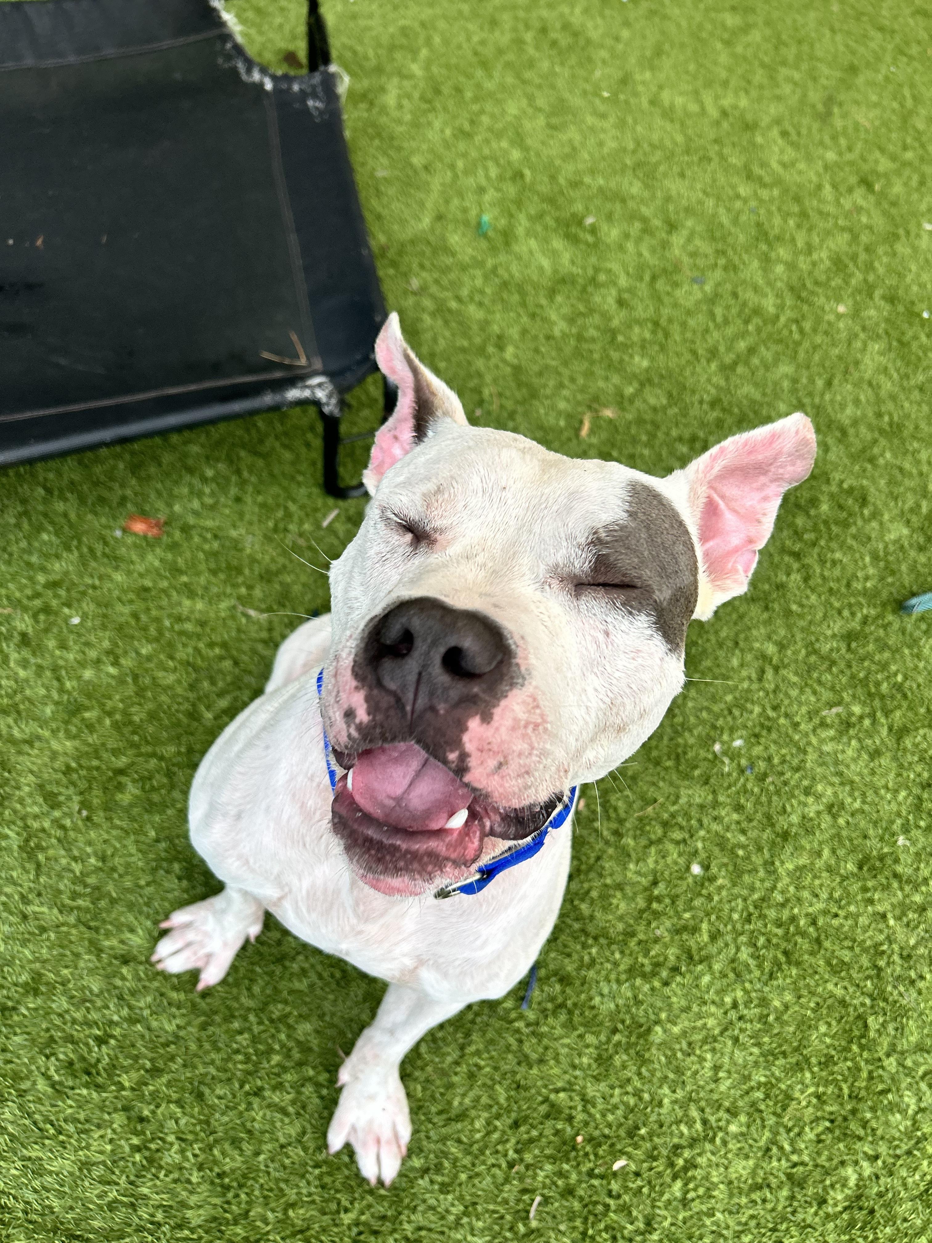 Apollo, a ADOPTABLE mixed breed in North Miami, FL image 3/4