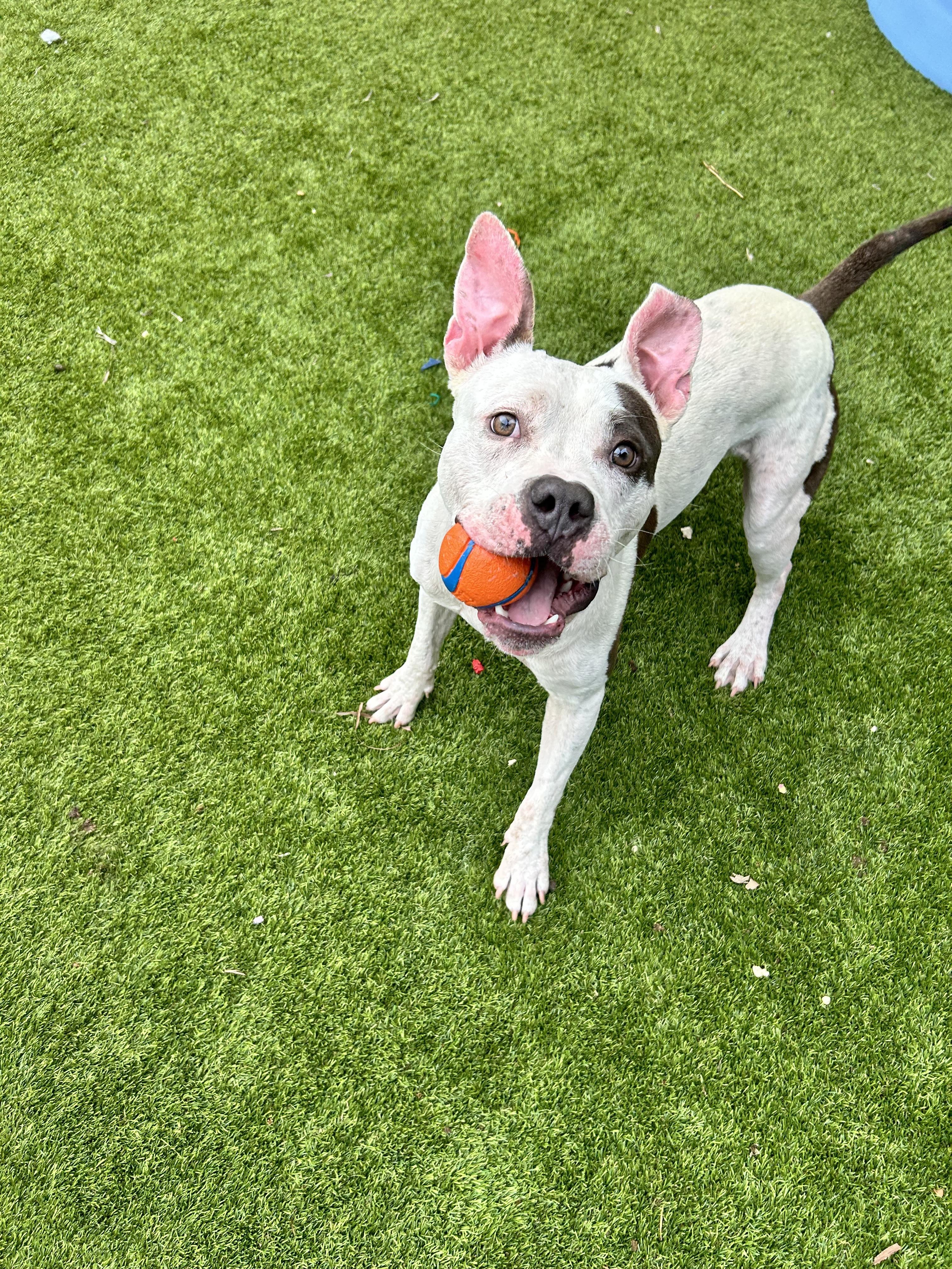 Apollo, a ADOPTABLE mixed breed in North Miami, FL image 2/4