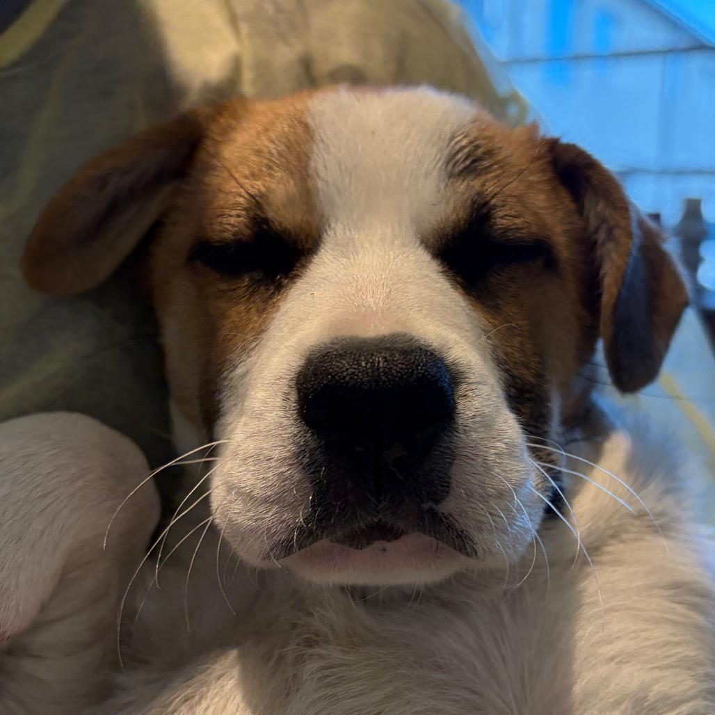 Julietta, Adoptable, Puppy Female Mixed Breed.