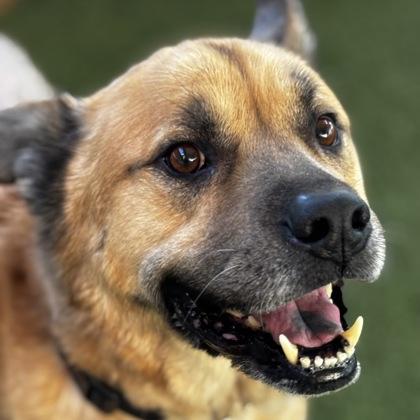Simba, Adoptable, Adult Male German Shepherd Dog & American Bulldog.