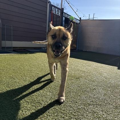 Simba, Adoptable, Adult Male German Shepherd Dog & American Bulldog.