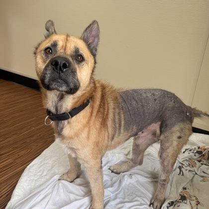 Simba, Adoptable, Adult Male German Shepherd Dog & American Bulldog.