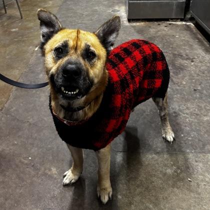 Simba, a Adoptable mixed breed in Merriam, KS image 3/3