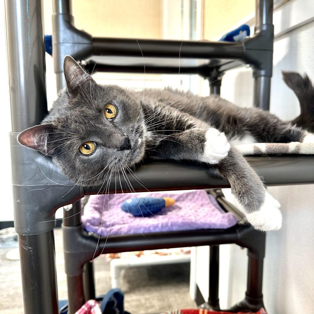 Enlarge Zazu, a Adoptable Domestic Medium Hair in Washougal, WA image 1/6