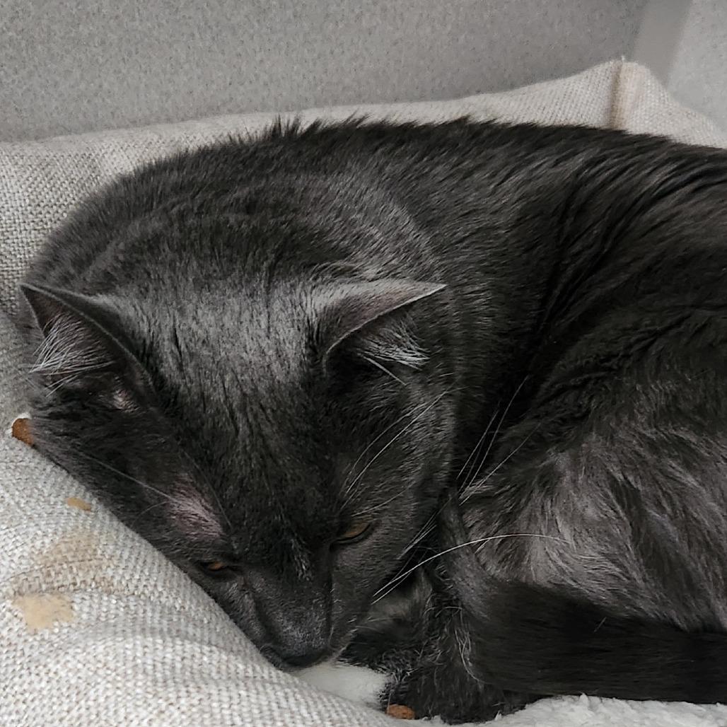 Enlarge Zazu, a Adoptable Domestic Medium Hair in Washougal, WA image 2/6