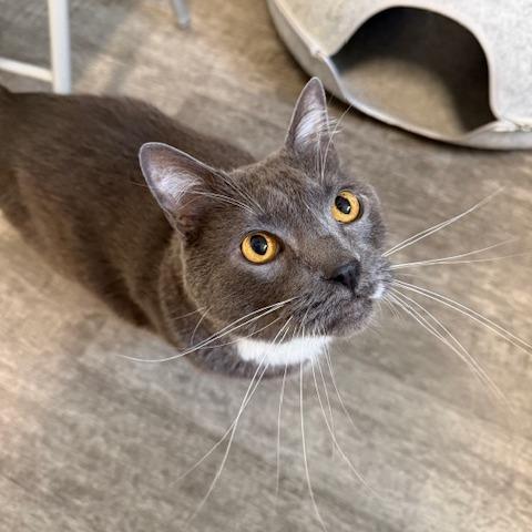 Enlarge Zazu, a Adoptable Domestic Short Hair in Washougal, WA image 2/6