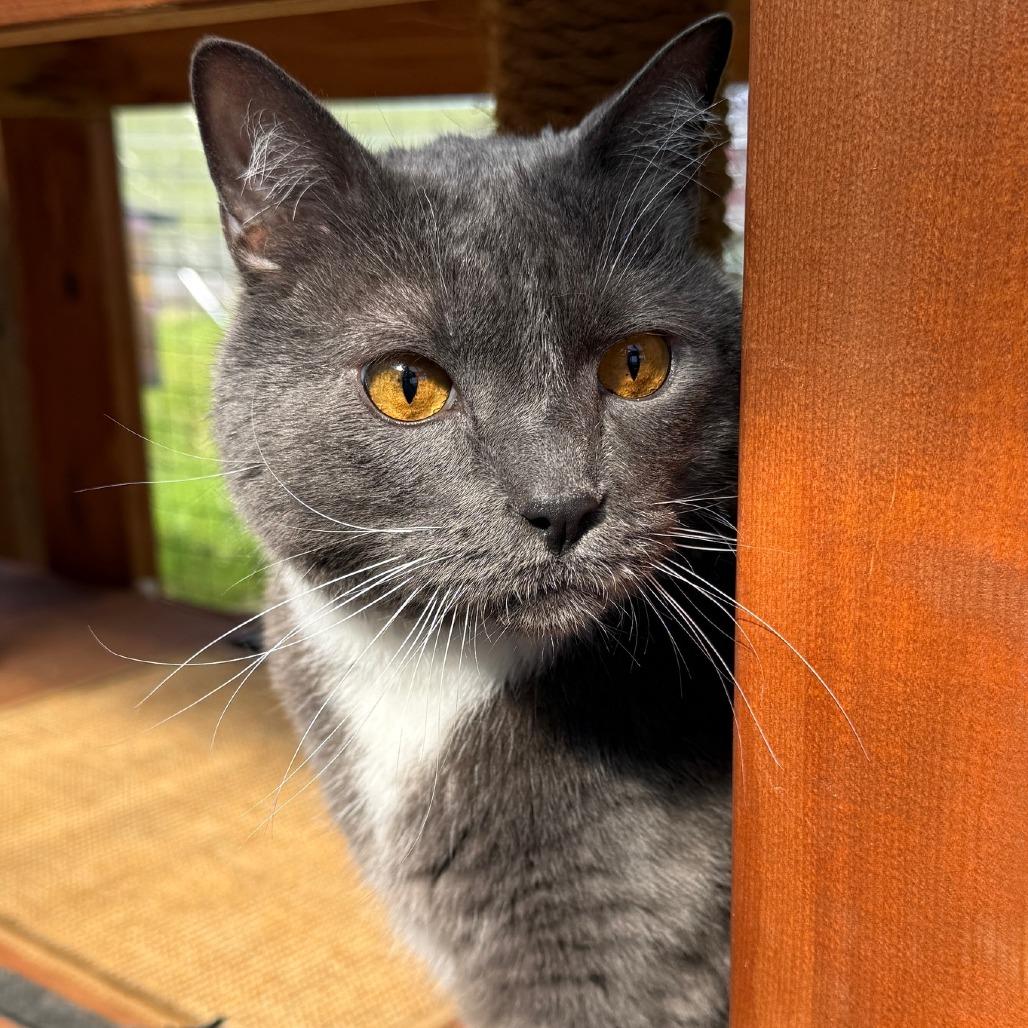 Enlarge Zazu, a Adoptable Domestic Medium Hair in Washougal, WA image 3/6