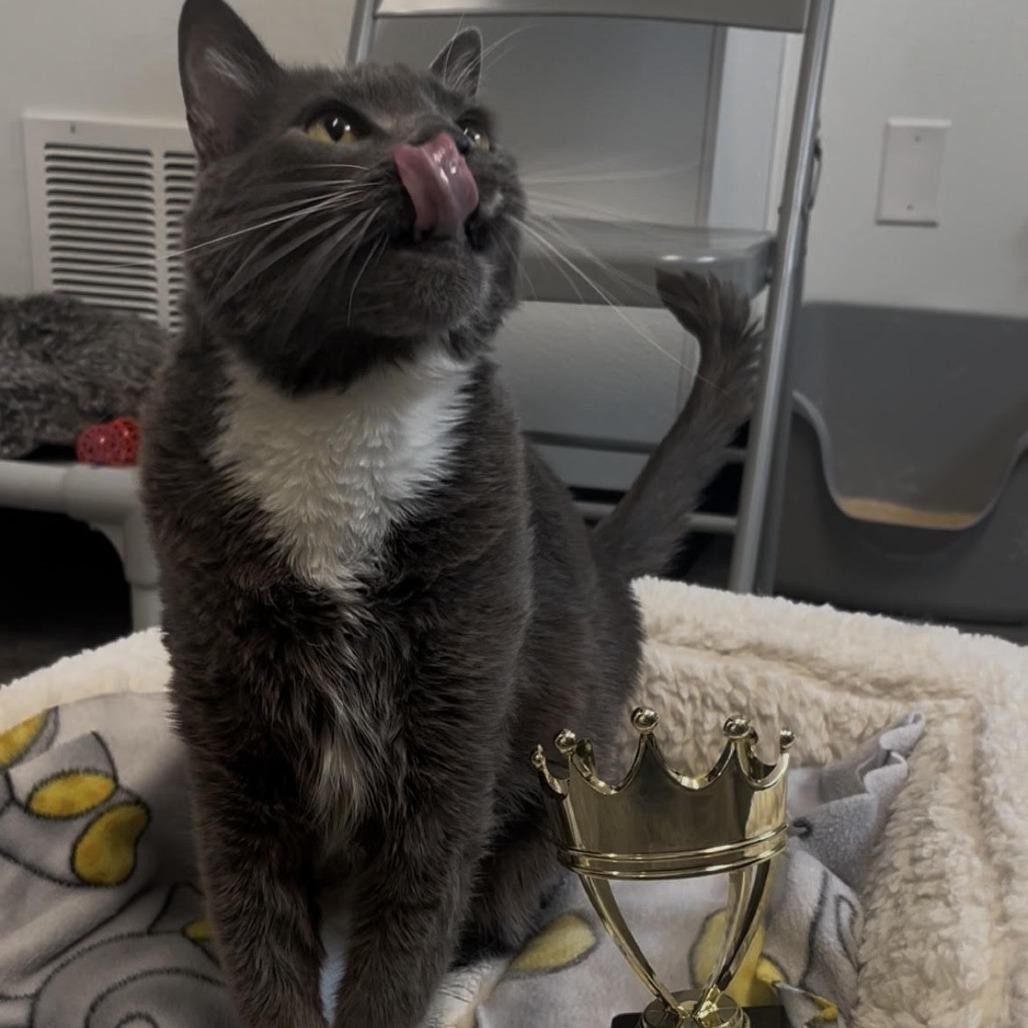 Zazu, a Adoptable Domestic Short Hair in Washougal, WA image 4/6