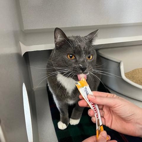 Enlarge Zazu, a Adoptable Domestic Medium Hair in Washougal, WA image 4/6