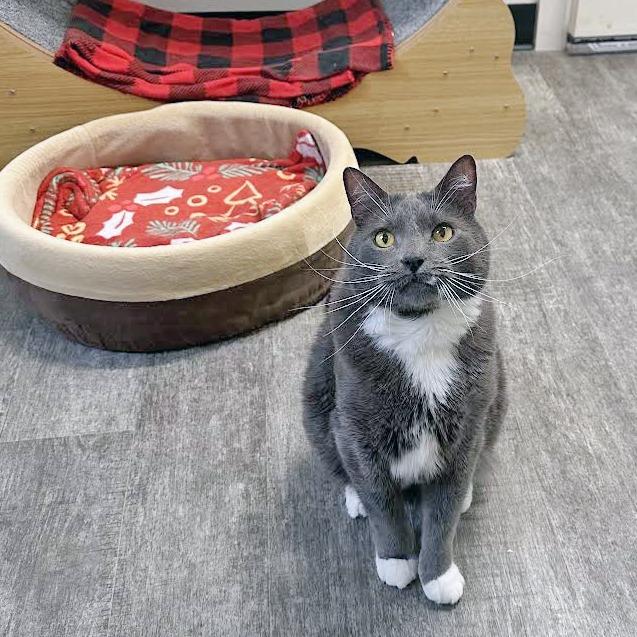 Enlarge Zazu, a Adoptable Domestic Medium Hair in Washougal, WA image 4/6