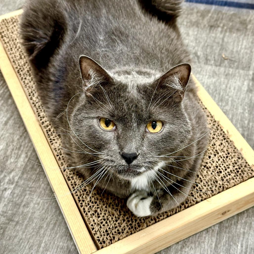 Enlarge Zazu, a Adoptable Domestic Medium Hair in Washougal, WA image 5/6