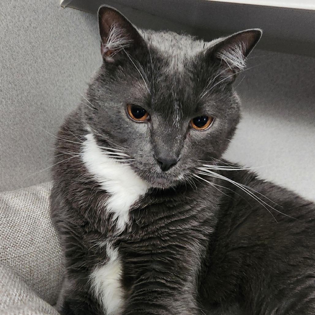 Enlarge Zazu, a Adoptable Domestic Medium Hair in Washougal, WA image 6/6