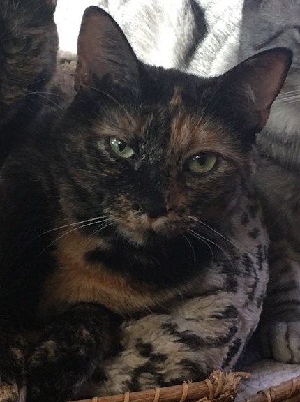 Autumn Leaf, a Adoptable mixed breed in Pasadena, CA image 1/4