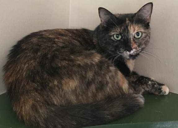 Autumn Leaf, a Adoptable mixed breed in Pasadena, CA image 2/4