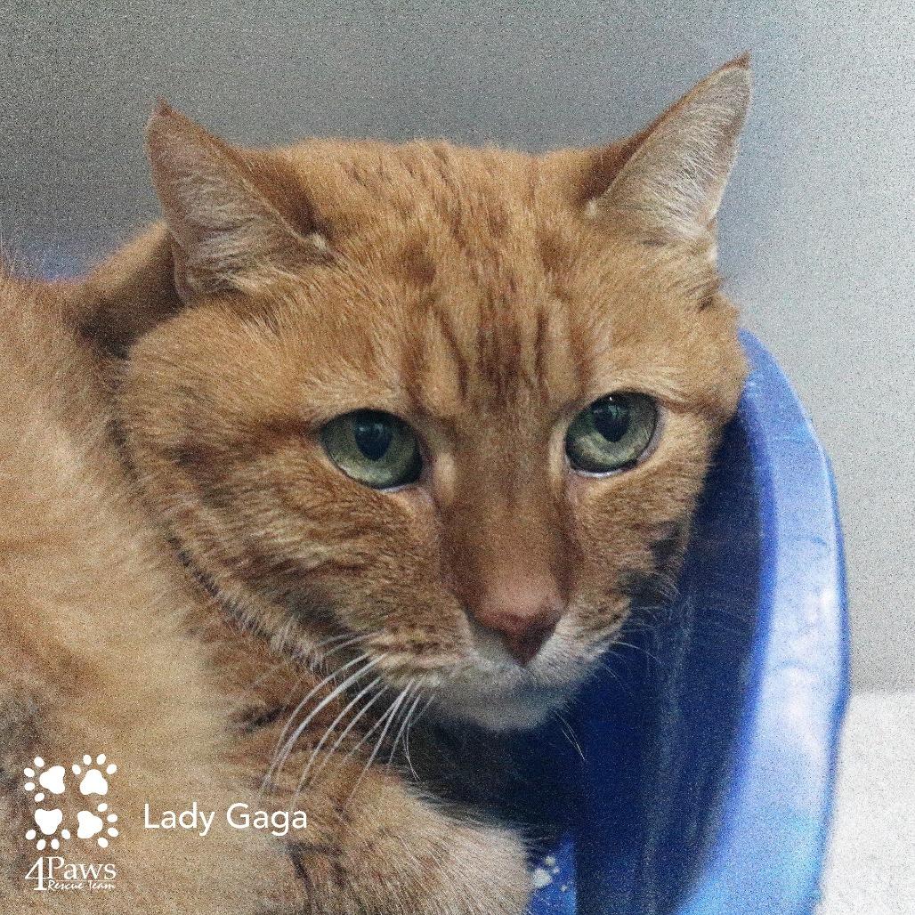 Enlarge Lady Gaga Woods, a Adoptable Domestic Short Hair in Merrifield, VA image 1/6
