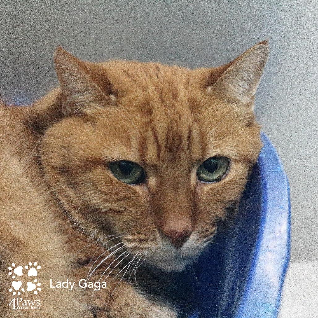 Enlarge Lady Gaga Woods, a Adoptable Domestic Short Hair in Merrifield, VA image 2/6