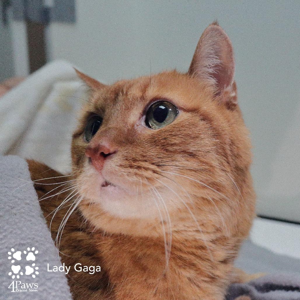 Enlarge Lady Gaga Woods, a Adoptable Domestic Short Hair in Merrifield, VA image 3/6