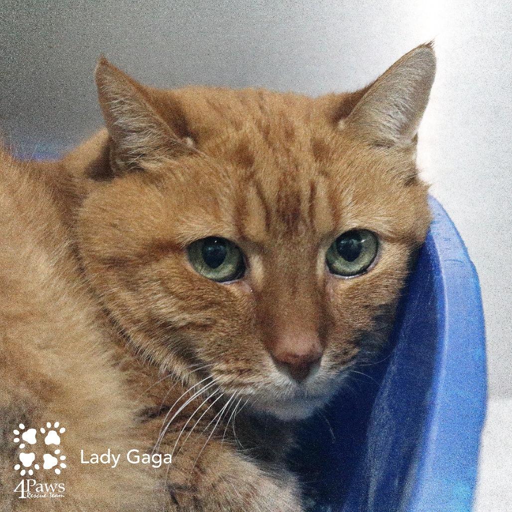 Enlarge Lady Gaga Woods, a Adoptable Domestic Short Hair in Merrifield, VA image 4/6