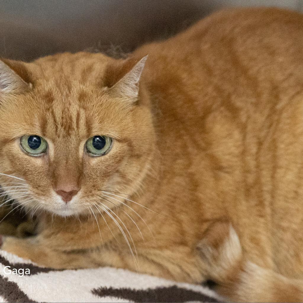 Enlarge Lady Gaga Woods, a Adoptable Domestic Short Hair in Merrifield, VA image 5/6