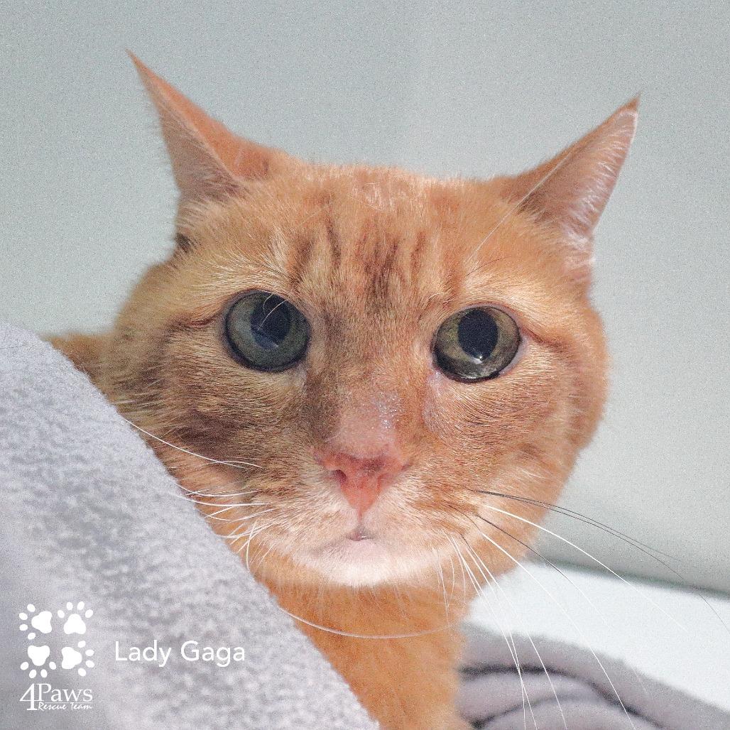 Enlarge Lady Gaga Woods, a Adoptable Domestic Short Hair in Merrifield, VA image 6/6