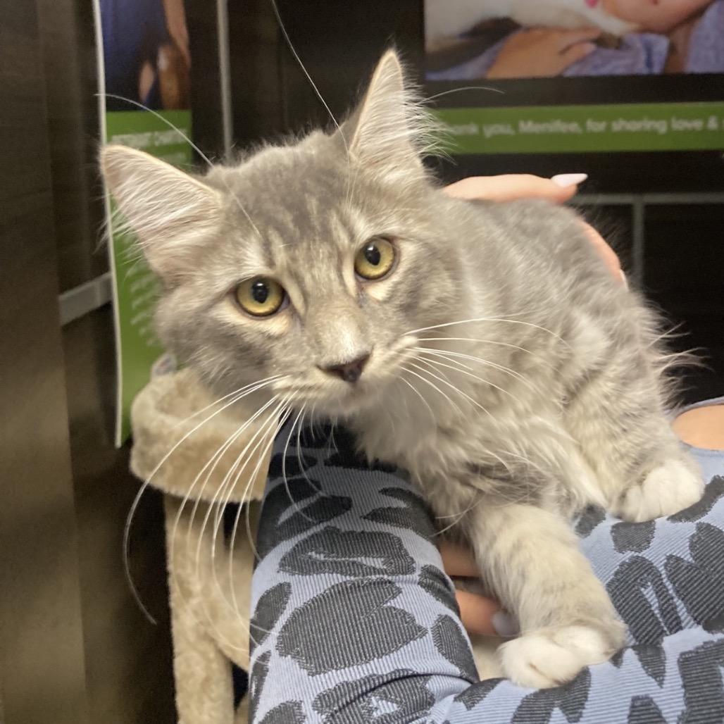 Nelson, Adoptable, Kitten Male Domestic Long Hair.