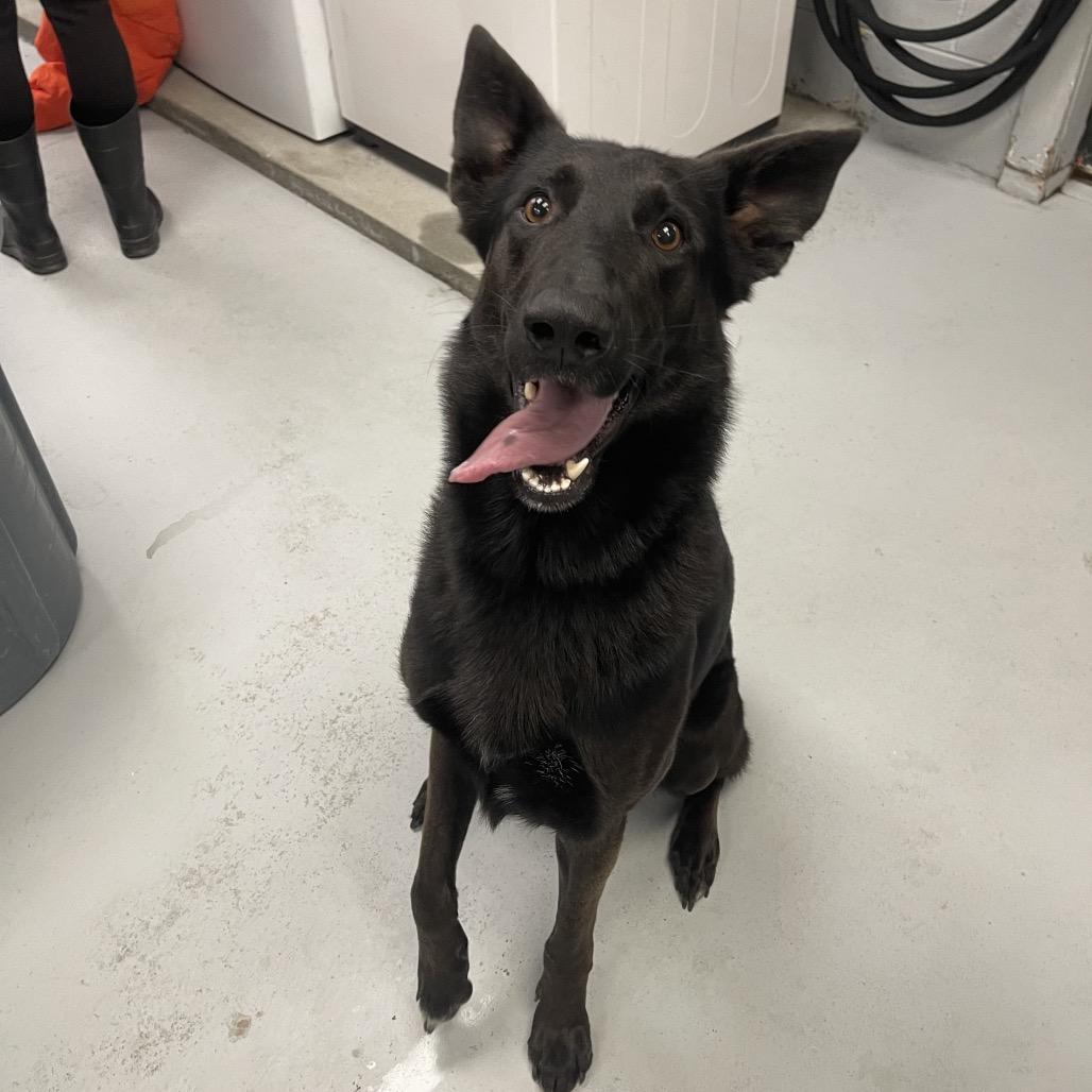 Enlarge Apache, a Adoptable Shepherd in Blairsville, GA image 1/3