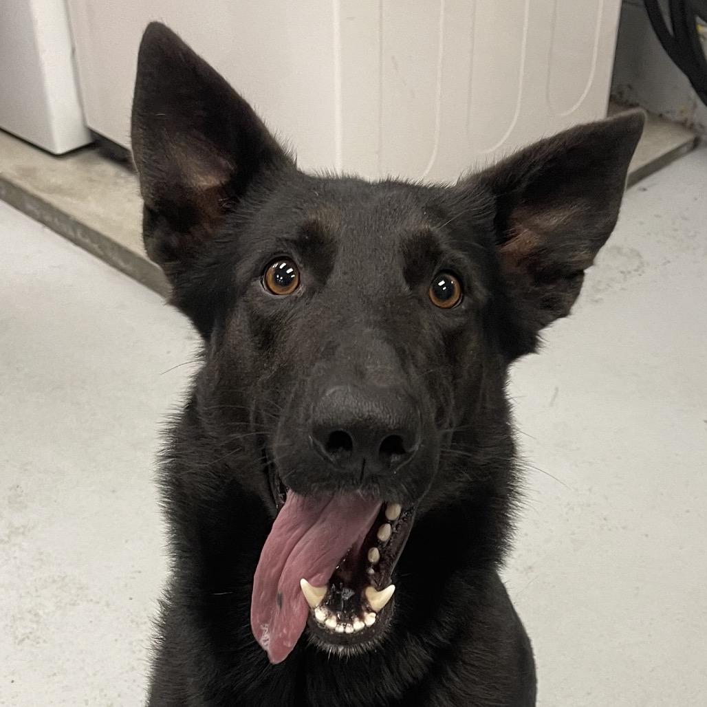 Enlarge Apache, a Adoptable Shepherd in Blairsville, GA image 2/3