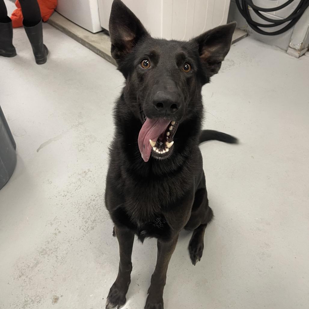 Enlarge Apache, a Adoptable Shepherd in Blairsville, GA image 3/3