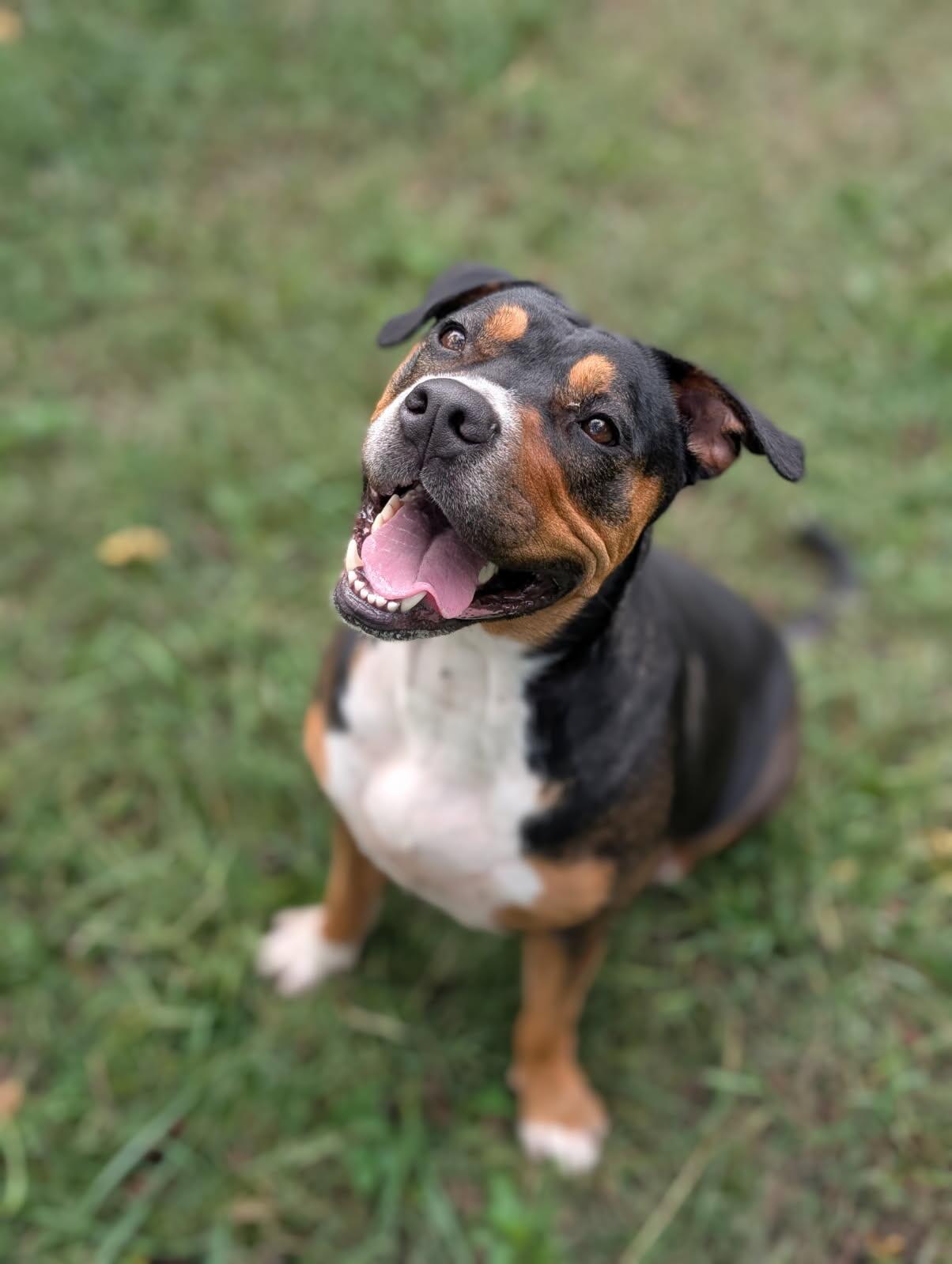 Cali, a Adoptable Pit Bull Terrier in Tonawanda, NY image 1/3