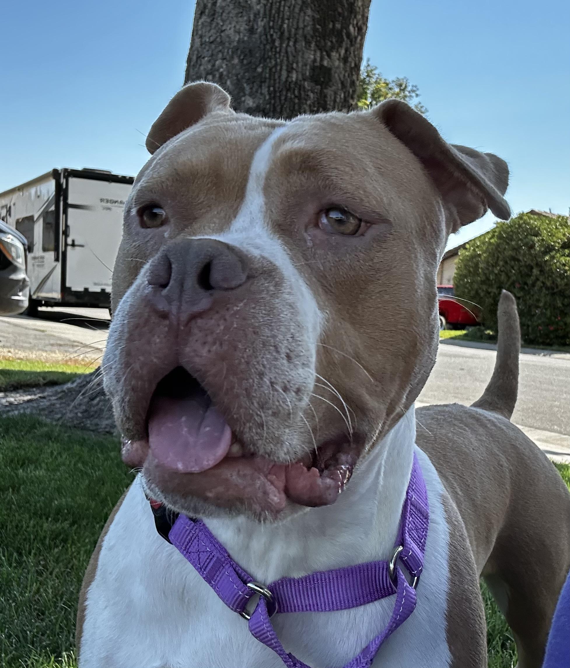 Enlarge Hazel, a Adoptable American Bulldog in tracy, CA image 1/2