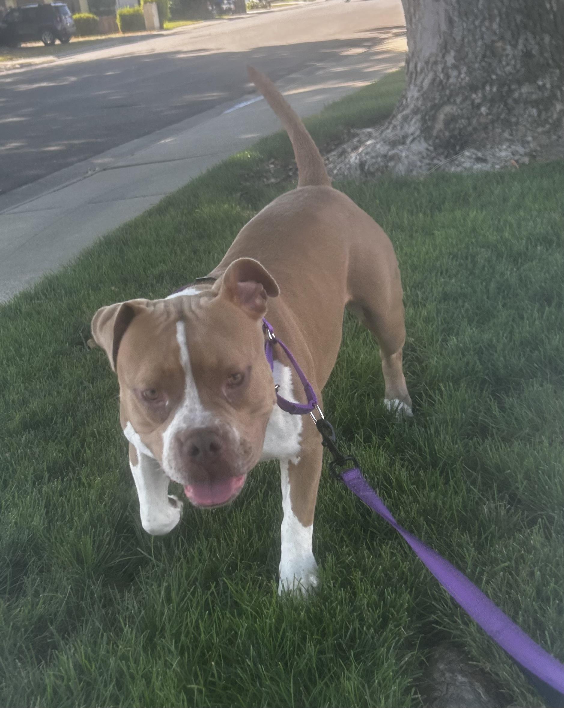Enlarge Hazel, a Adoptable American Bulldog in tracy, CA image 2/2