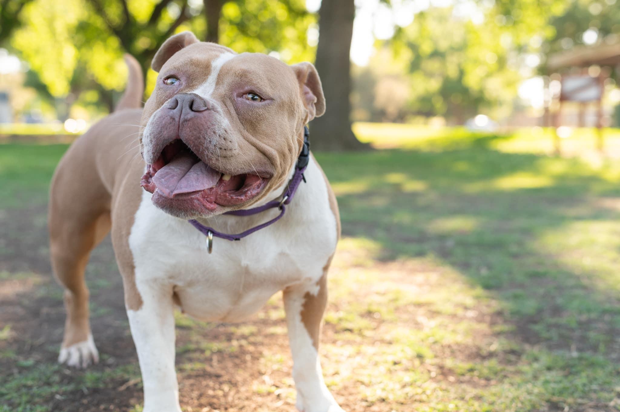 Hazel, Adoptable, Young Female American Bulldog.