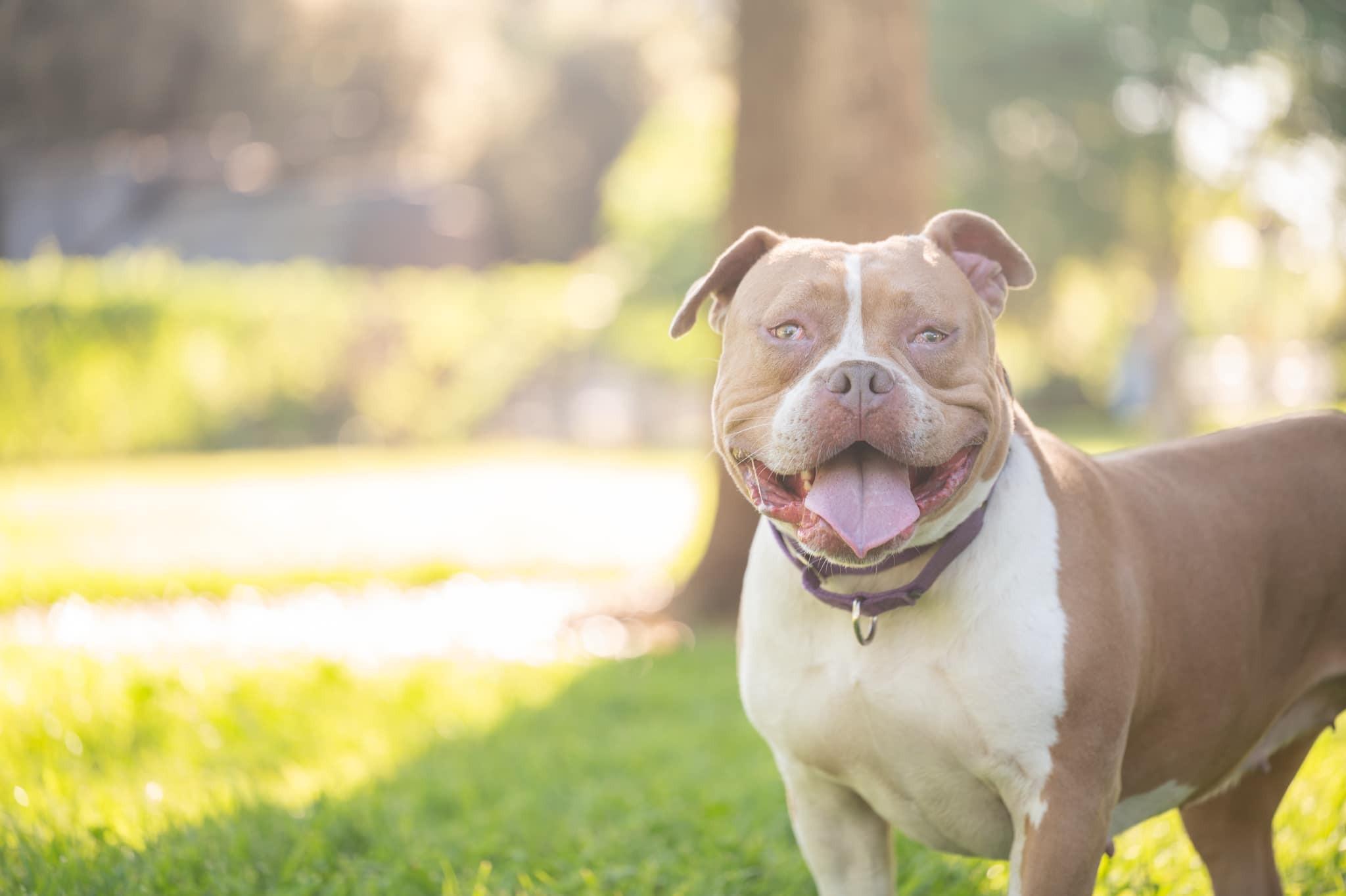 Enlarge Hazel, a Adoptable American Bulldog in tracy, CA image 3/3